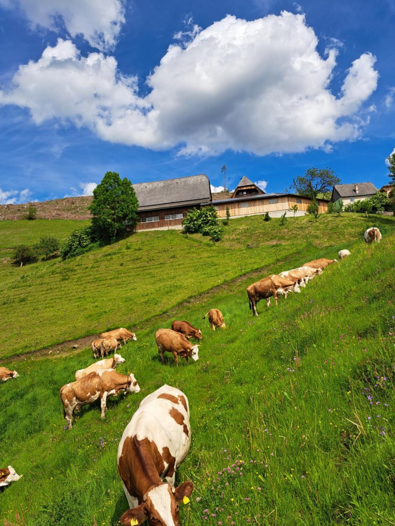 Bio-Peisingerhof Lägenhet Sankt Stefan ob Leoben Exteriör bild