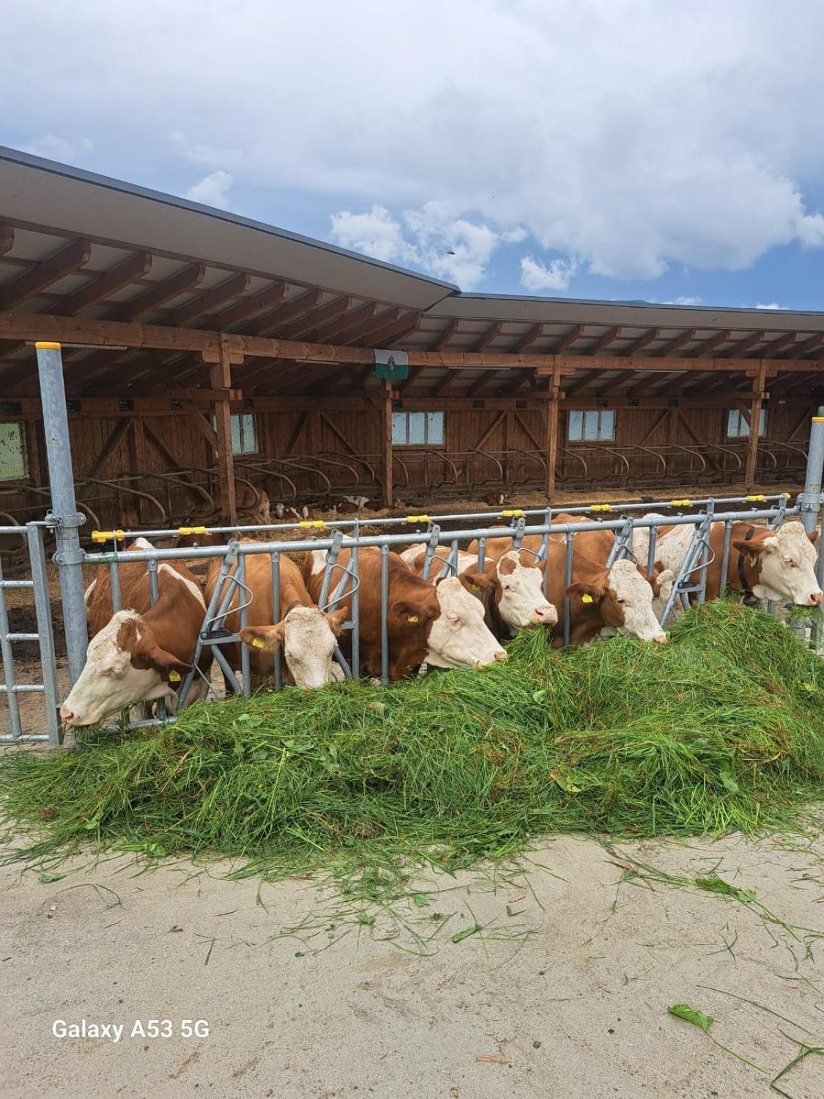 Bio-Peisingerhof Lägenhet Sankt Stefan ob Leoben Exteriör bild